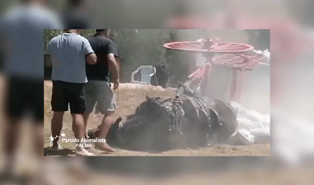Caballo se desploma por agotamiento tras arrastrar carreta llena de sacos de arena [VIDEO]