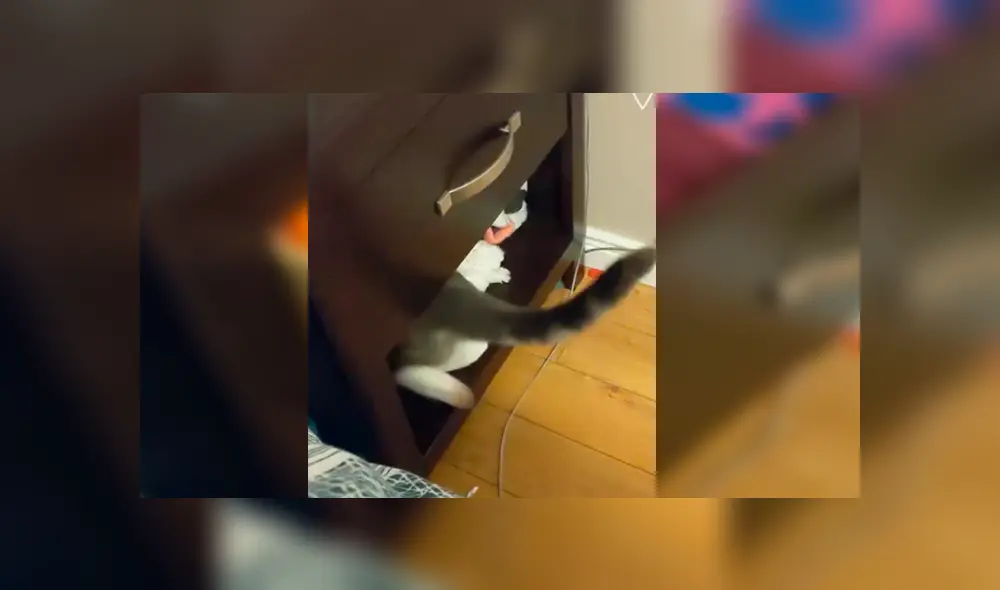 La graciosa hazaña del gato para robar comida clandestinamente desató miles de carcajadas en Facebook La graciosa hazaña del gato para robar comida clandestinamente desató miles de carcajadas en Facebook