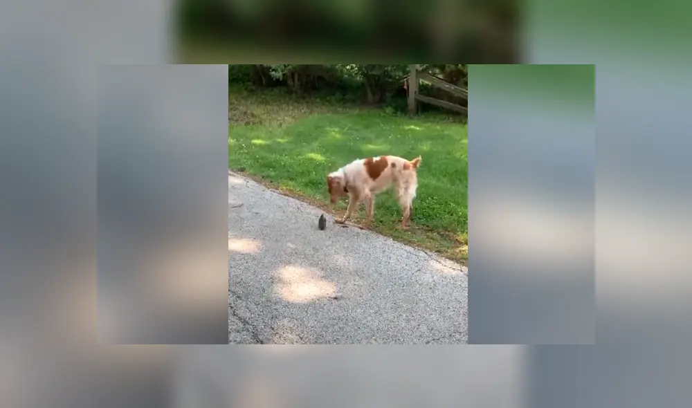 El perro vio por primera vez a un ave y tuvo una insólita reacción. Foto: YouTube El perro vio por primera vez a un ave y tuvo una insólita reacción. Foto: YouTube
