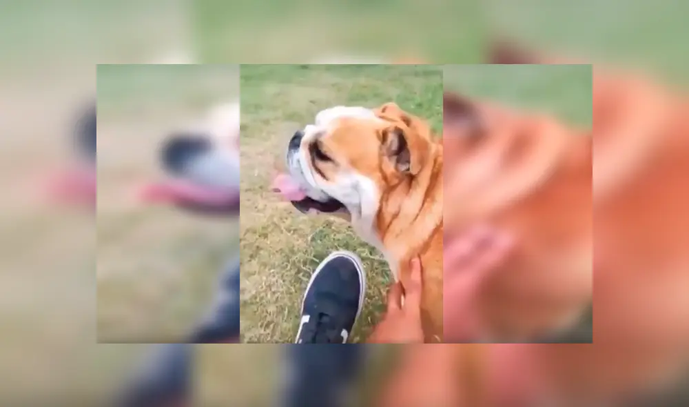 En Facebook, un joven le dijo ‘feo’ a su perro y no imaginó que su mascota lo iba atacar ferozmente. En Facebook, un joven le dijo ‘feo’ a su perro y no imaginó que su mascota lo iba atacar ferozmente.