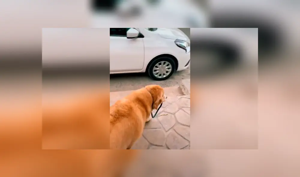 Desliza las imágenes hacia la izquierda para apreciar el comportamiento de un perro para intentar salir a la calle.