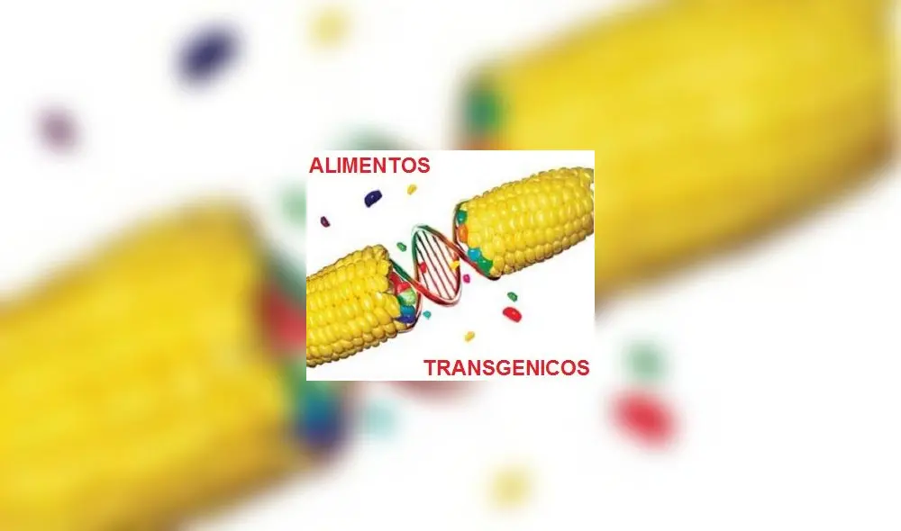 Hallan cultivos de alimentos transgénicos en la costa norte de Perú