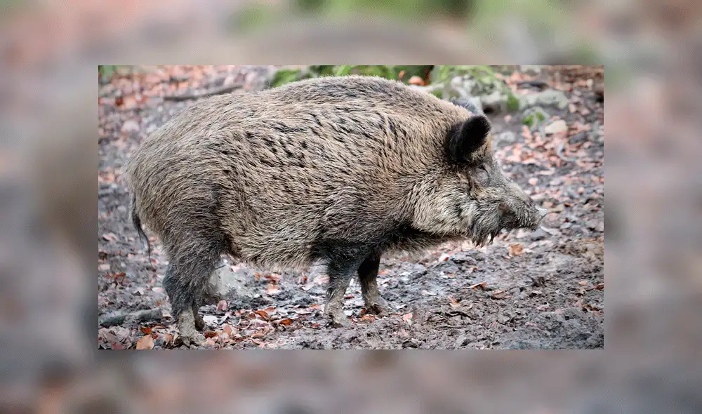 El hecho se produjo cuando anochecía. Fuente: foto referencial. El hecho se produjo cuando anochecía. Fuente: foto referencial.