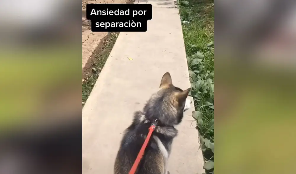 Desliza hacia la izquierda para ver más imágenes de este entrenamiento que ayuda a controlar la ansiedad en los perros. Foto: captura de TikTok Desliza hacia la izquierda para ver más imágenes de este entrenamiento que ayuda a controlar la ansiedad en los perros. Foto: captura de TikTok