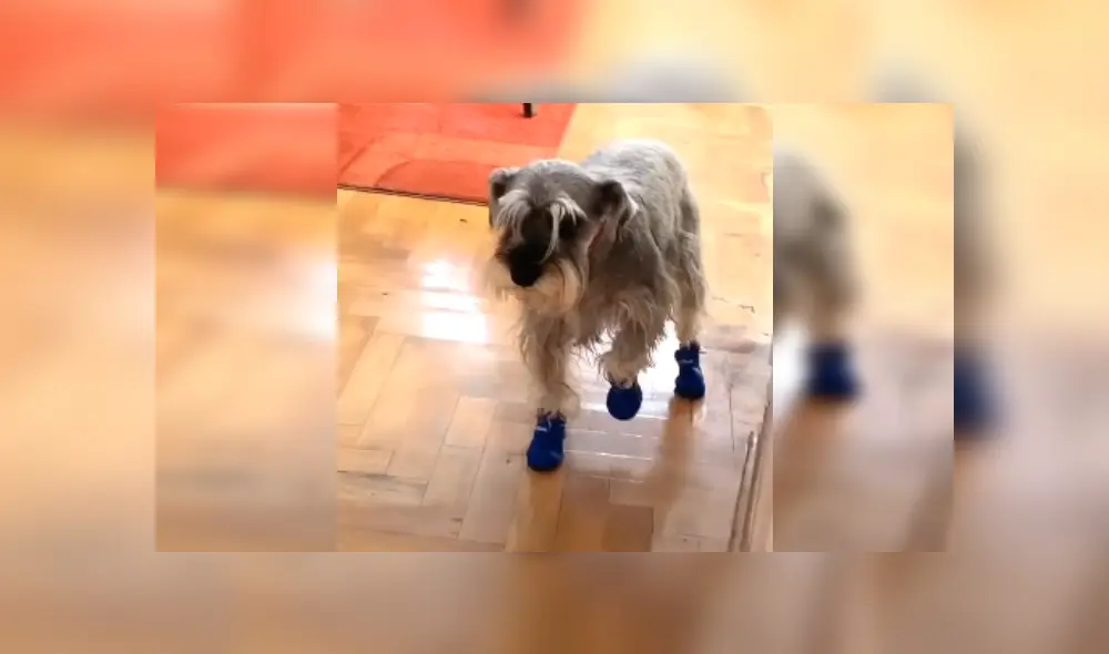 Desliza las imágenes para ver más sobre este curioso perrito que conmovió a miles en redes sociales. (Foto: captura) Desliza las imágenes para ver más sobre este curioso perrito que conmovió a miles en redes sociales. (Foto: captura)