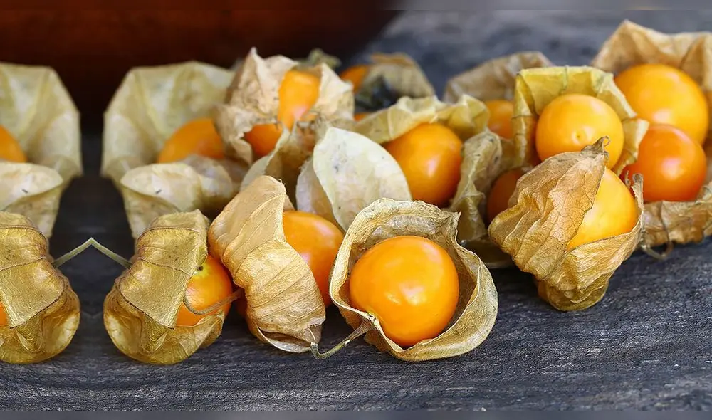 Aguaymanto Aguaymanto