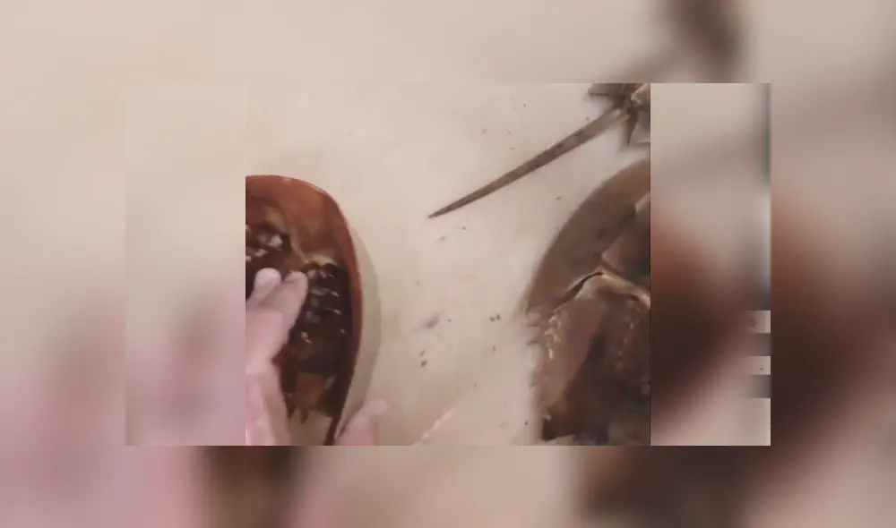 SI quieres ver lo que ocurrió con el autor del video viral de Facebook, revisa nuestra galería de fotos, deslizando cada imagen hacia la izquierda. SI quieres ver lo que ocurrió con el autor del video viral de Facebook, revisa nuestra galería de fotos, deslizando cada imagen hacia la izquierda.