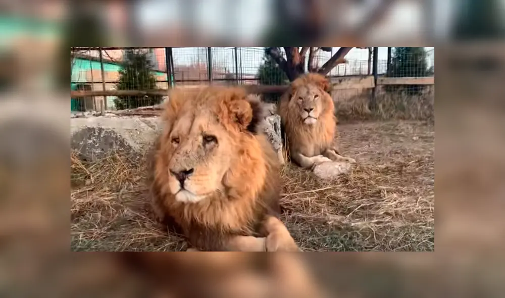 Desliza hacia la izquierda para ver el comportamiento del feroz león que se hizo viral en Facebook.