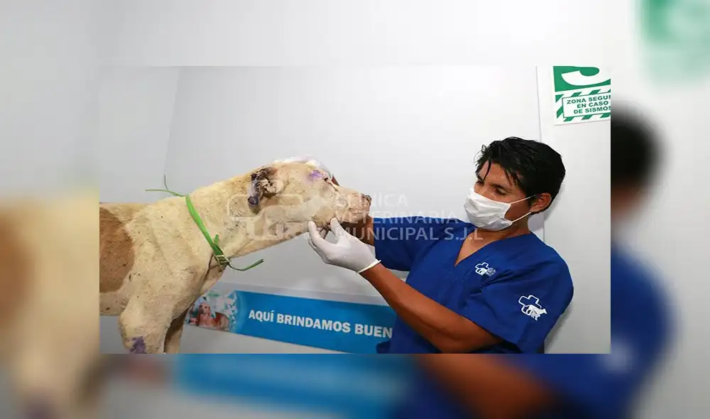 Rescatan a mascota que vivía en condiciones deplorables en SJL [FOTOS]