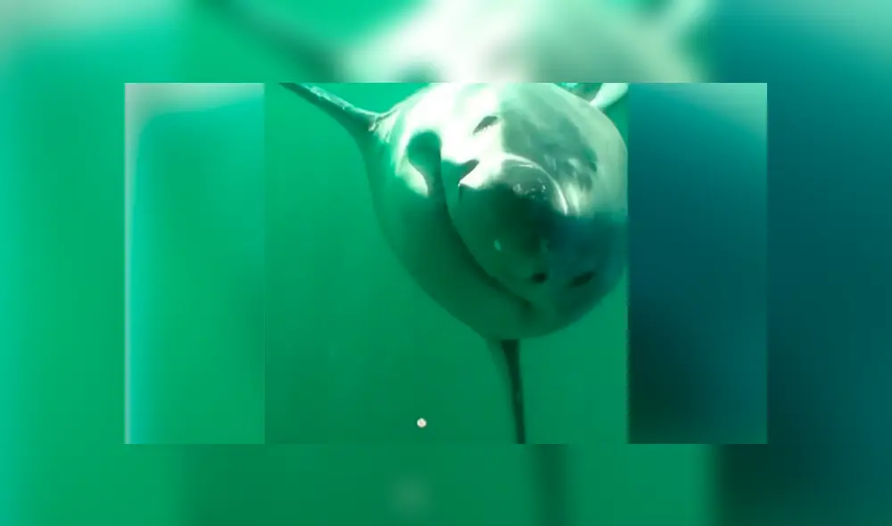 Cámara registra el momento en que aparece enfurecido tiburón. Cámara registra el momento en que aparece enfurecido tiburón.