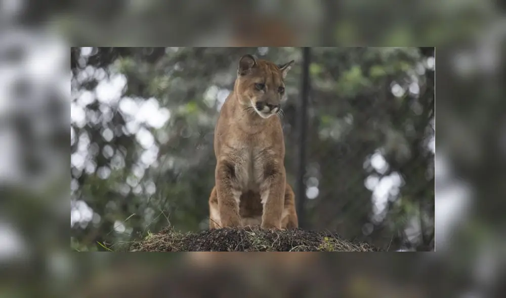 Cachorros fueron liberados en el 2019 y se les diagnóstico varios problemas de salud. (Foto: Municipalidad de Lima) Cachorros fueron liberados en el 2019 y se les diagnóstico varios problemas de salud. (Foto: Municipalidad de Lima)