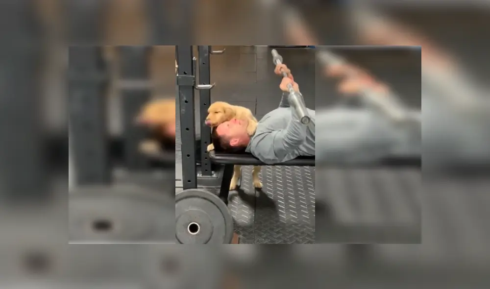 Desliza las imágenes para ver más detalles de este tierno perro que interrumpió a su dueño con tiernos 'besos'. (Foto: captura / TikTok)