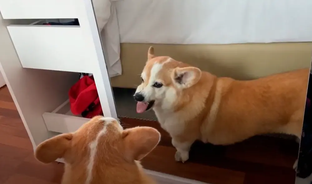 YouTube viral: perro se mira por primera vez al espejo y su curiosa reacción hace reír a miles
