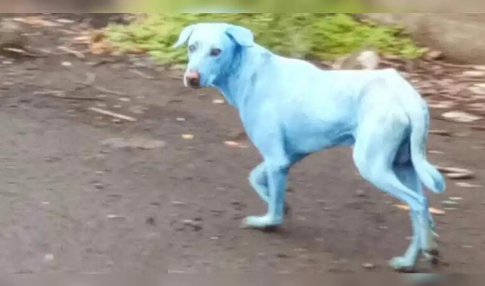 Incertidumbre en Twitter por aparición sospechosa de perros teñidos de azul