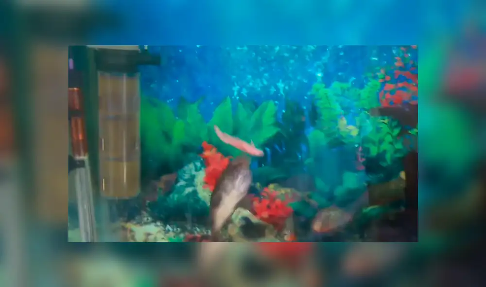 YouTube viral: Arrojan pedazo de carne a pecera repleta de pirañas y ocurre lo inesperado [VIDEO]