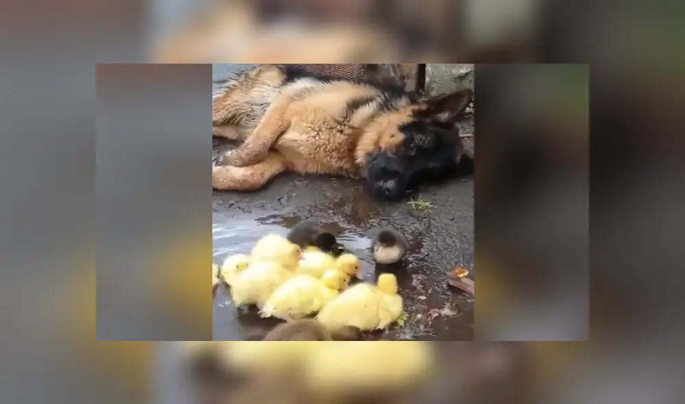El can vio a los pequeños patos solos en la calle y ser acercó tiernamente a cuidarlos. Foto: Facebook