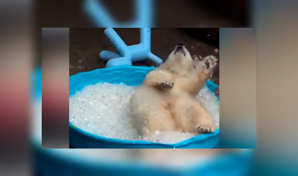 Facebook viral: oso polar ve piscina con hielo y tiene conmovedora reacción