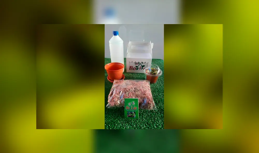 Las plantas carnívoras Bokitas libran los hogares de moscas.