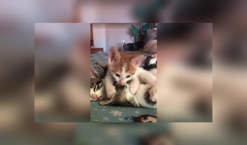 Desliza las imágenes hacia la izquierda para apreciar la amorosa escena entre sus gatos bebés. Foto: Captura.