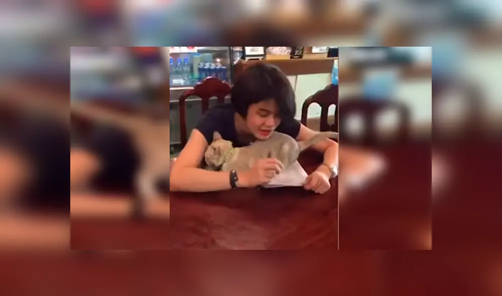 Graciosa gata ha desatado más de una carcajada en YouTube con su hilarante conducta para llamar la atención de su dueña Graciosa gata ha desatado más de una carcajada en YouTube con su hilarante conducta para llamar la atención de su dueña