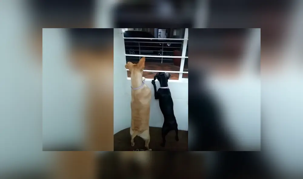 Desliza las imágenes para apreciar la divertida reacción de unos perros tras escuchar gritos afuera de su casa. Desliza las imágenes para apreciar la divertida reacción de unos perros tras escuchar gritos afuera de su casa.