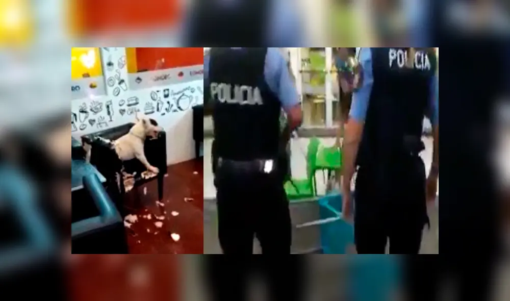 Facebook viral: perro enloquecido es detenido por la policía tras causar destrozos en heladería [VIDEOS]