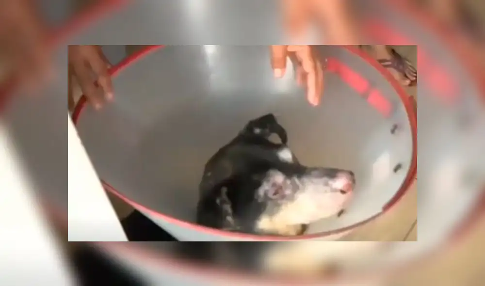 Perrito sufrió graves quemaduras por incendio en Villa El Salvador. Créditos: Captura Canal N. Perrito sufrió graves quemaduras por incendio en Villa El Salvador. Créditos: Captura Canal N.