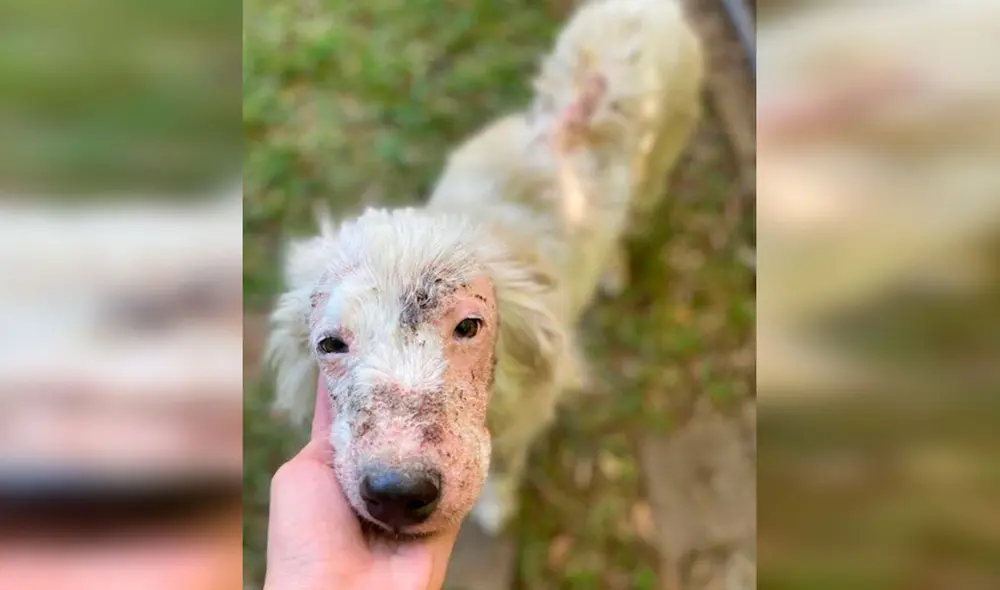 Desliza las imágenes hacia la izquierda para conocer la conmovedora historia de una perrita llamada Gardenia. Foto: The Dodo/ Referencial