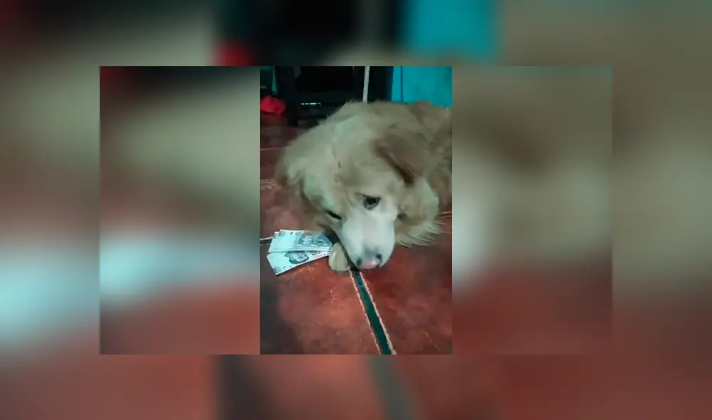 Desliza las imágenes hacia la izquierda para conocer la acción de un perro para vigilar el dinero de su dueña. Desliza las imágenes hacia la izquierda para conocer la acción de un perro para vigilar el dinero de su dueña.