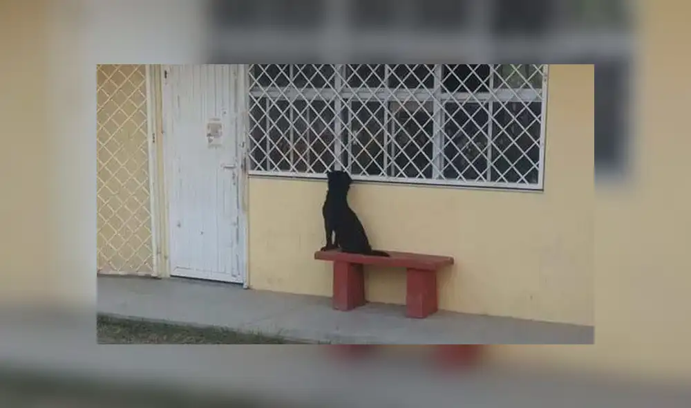 Facebook viral: inteligente perro acompaña a su dueño a su primer día de escuela [FOTOS]