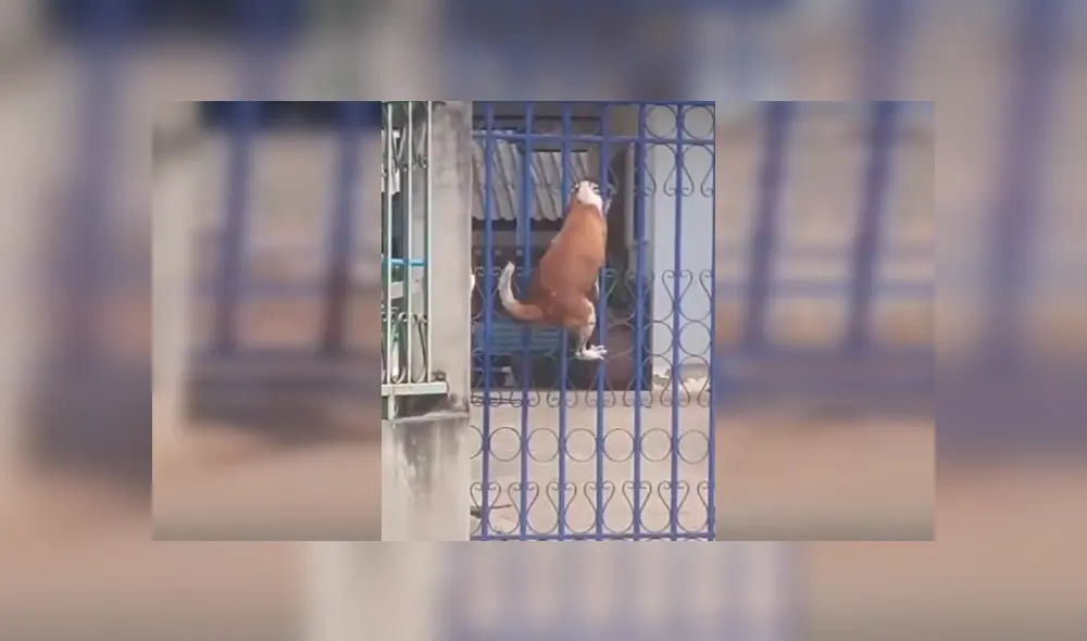 Vía Facebook, se hizo viral la divertida escena que protagonizó un astuto can para salir a la calle pese a estar encerrado