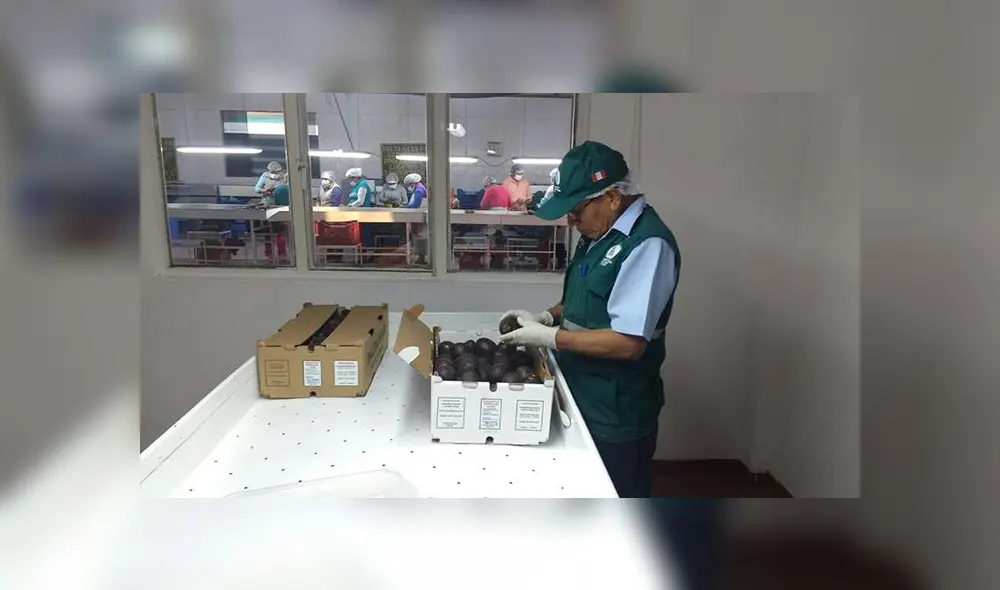 Palta Hass de La Libertad llega por primera vez a Tailandia Palta Hass de La Libertad llega por primera vez a Tailandia