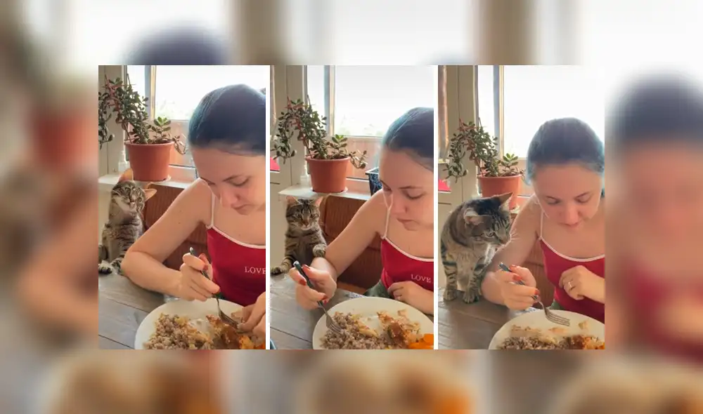 Desliza las imágenes hacia la izquierda para apreciar la acción de un gato para que su dueña le invite comida. Foto: Captura. Desliza las imágenes hacia la izquierda para apreciar la acción de un gato para que su dueña le invite comida. Foto: Captura.