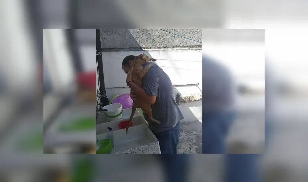 Facebook viral: señor encuentra a gato abandonado, lo lleva a su casa y sucede lo peor [VIDEO]