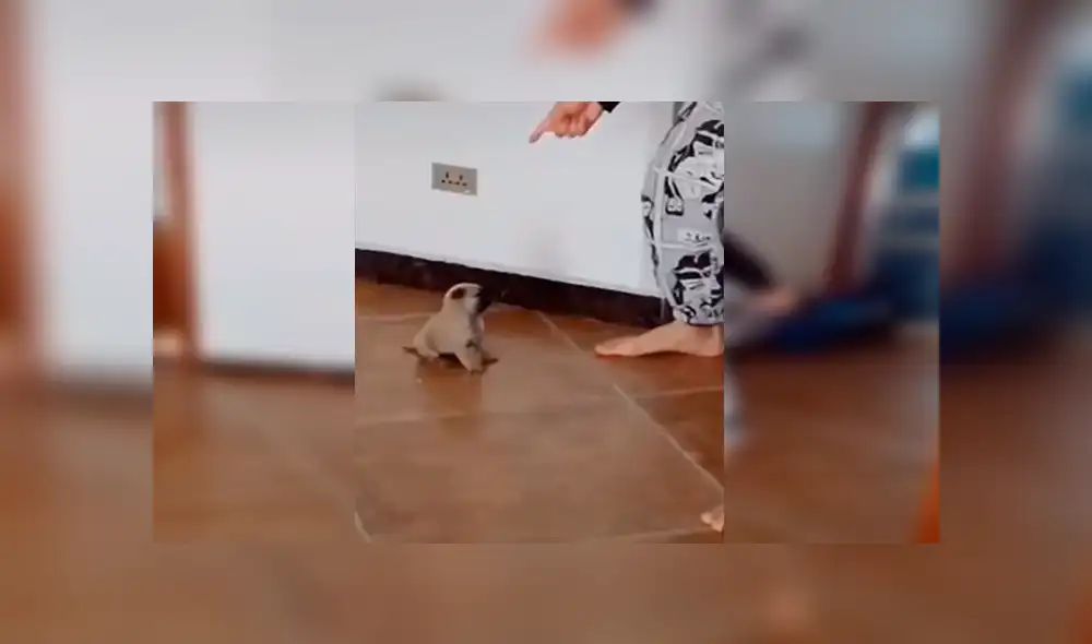 YouTube viral: cachorro causa ternura al imitar movimientos extraños de su dueño [VIDEO]