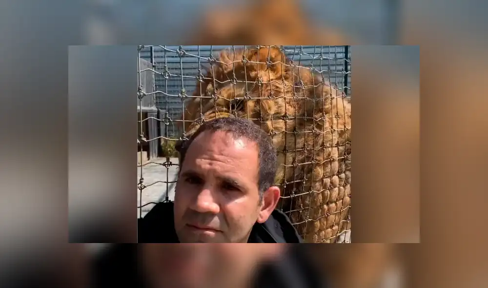 Desliza hacia la izquierda para ver la reacción que tuvo el enorme león con su cuidador. Video es viral en YouTube. Desliza hacia la izquierda para ver la reacción que tuvo el enorme león con su cuidador. Video es viral en YouTube.