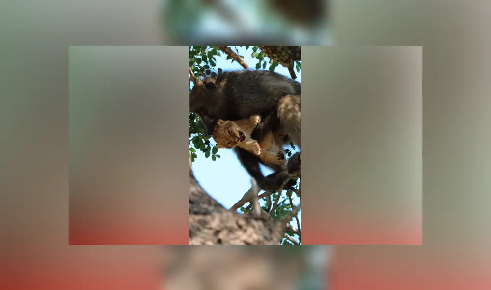 Desliza hacia la izquierda para ver la épica escena de un babuino cargando a un león. Viral en YouTube. Desliza hacia la izquierda para ver la épica escena de un babuino cargando a un león. Viral en YouTube.