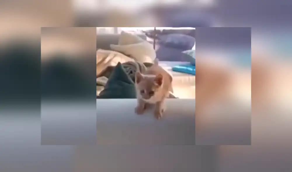 Desliza las imágenes hacia la izquierda para observar el terrible golpe que sufrió un pequeño gato.