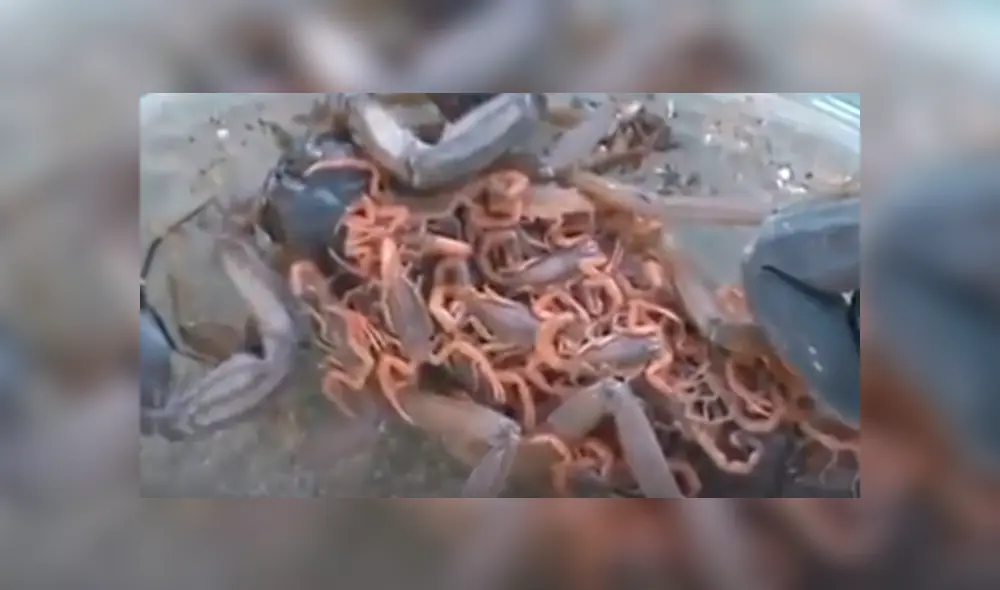 YouTube viral: graban momento en que cientos de crías de mamá alacrán mutan de piel y video causa terror