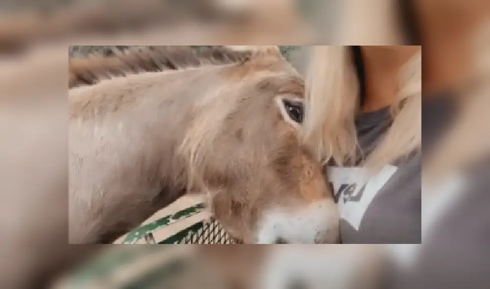 Desliza las imágenes para ver más detalles sobre este emocionante reencuentro que conmovió las redes sociales. (Foto: captura / TikTok / @_soph.xox._)
