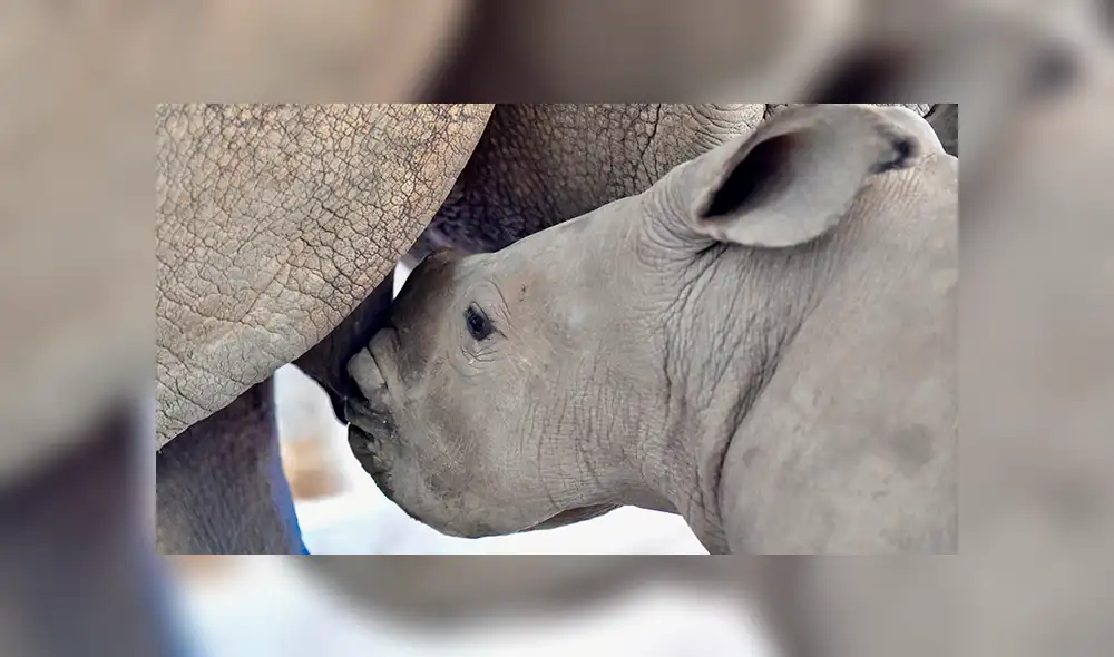 Conoce a Edward, el rinoceronte que puede salvar a una subespecie de la extinción [FOTOS Y VIDEOS]