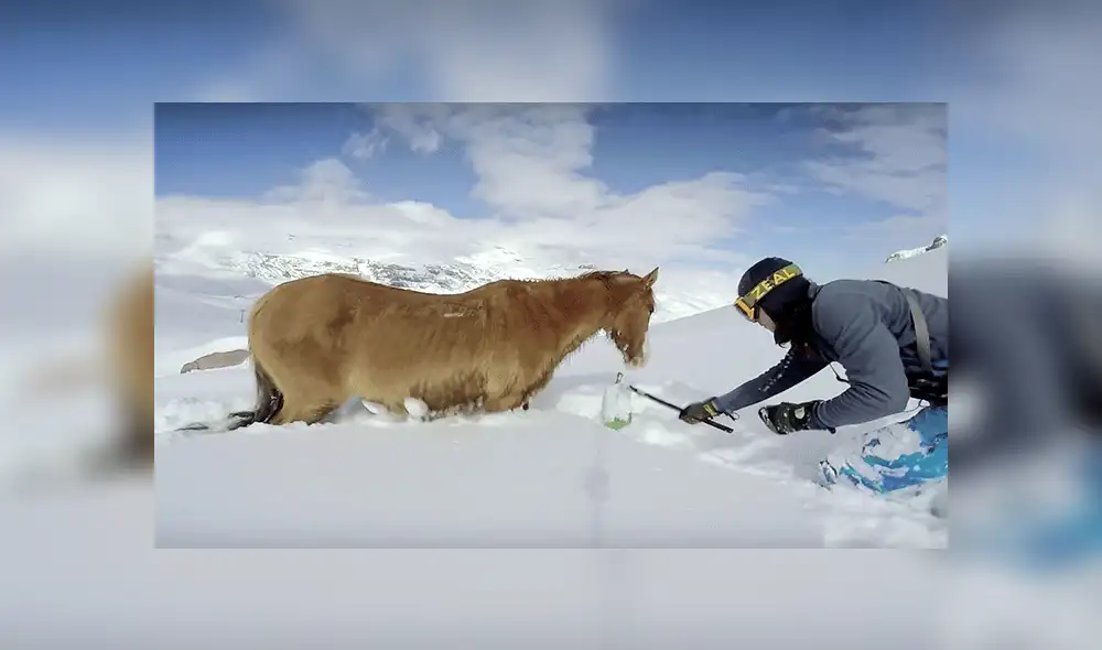 YouTube viral: caballo quedó atrapado en la nieve y montañistas realizaron increíble rescate [VIDEO]