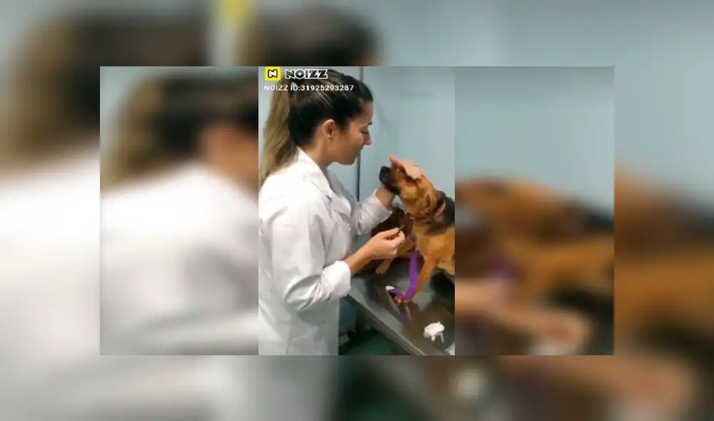 En Facebook, un perro sorprendió con su emotiva reacción cuando le colocaron una inyección en su pata. En Facebook, un perro sorprendió con su emotiva reacción cuando le colocaron una inyección en su pata.