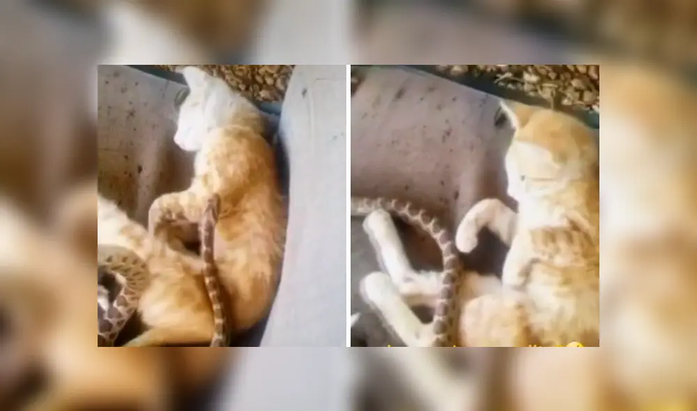 Desliza la imagen para ver la reacción del felino. Foto: ballezana/TikTok