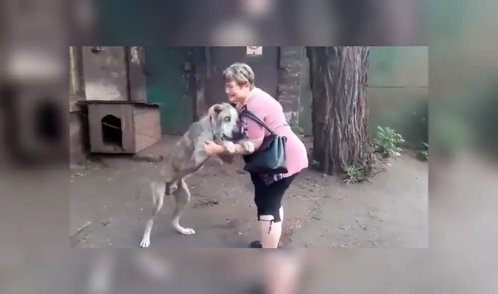 YouTube viral: perro se reencuentra con su dueña tras varios años y su reacción emociona a miles [VIDEO]