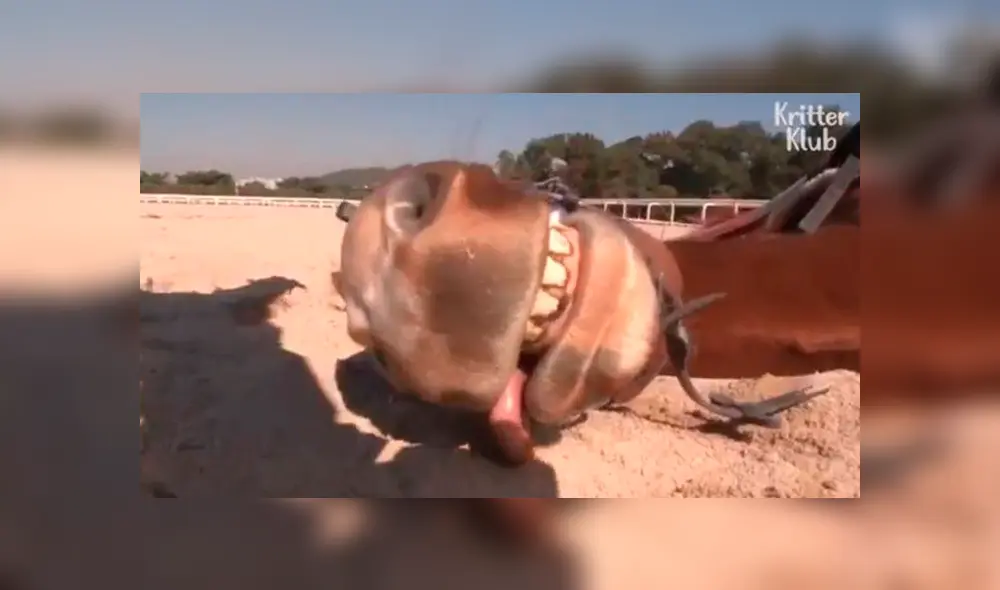 En Facebook, un caballo llamó la atención de sus cuidadores por su inusual comportamiento.