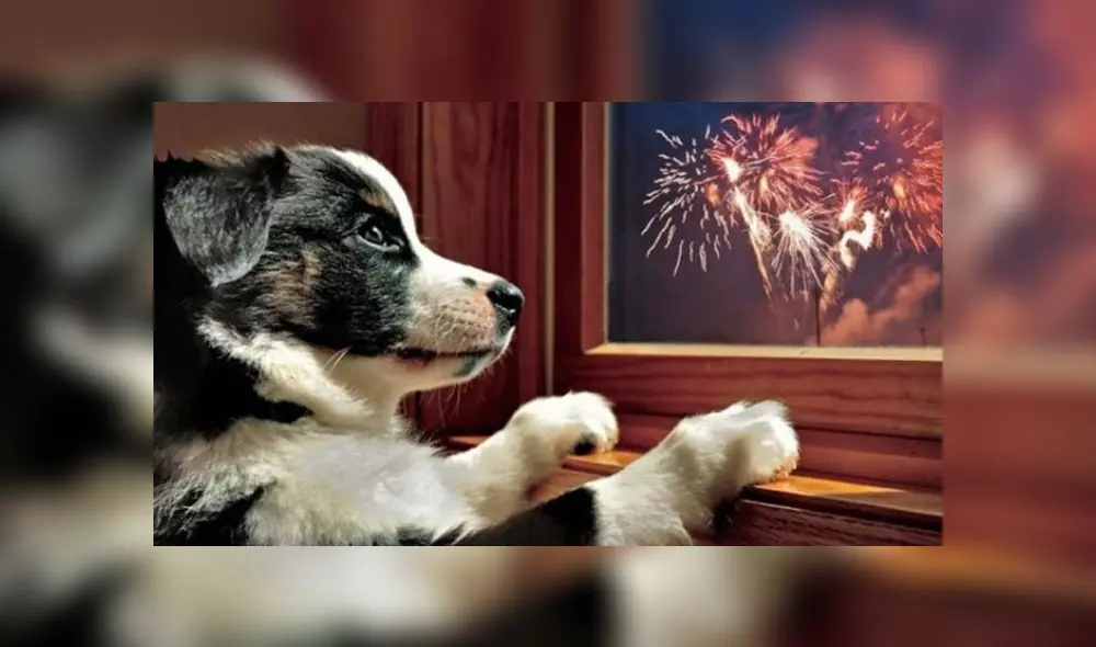 Conoce todas las reacciones de los perros cuando explotan fuegos artificiales [VIDEO]