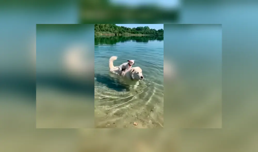 Desliza las imágenes hacia la izquierda para apreciar el noble gesto de un perro para ayudar a su ‘compañero’. Fotos: Captura.