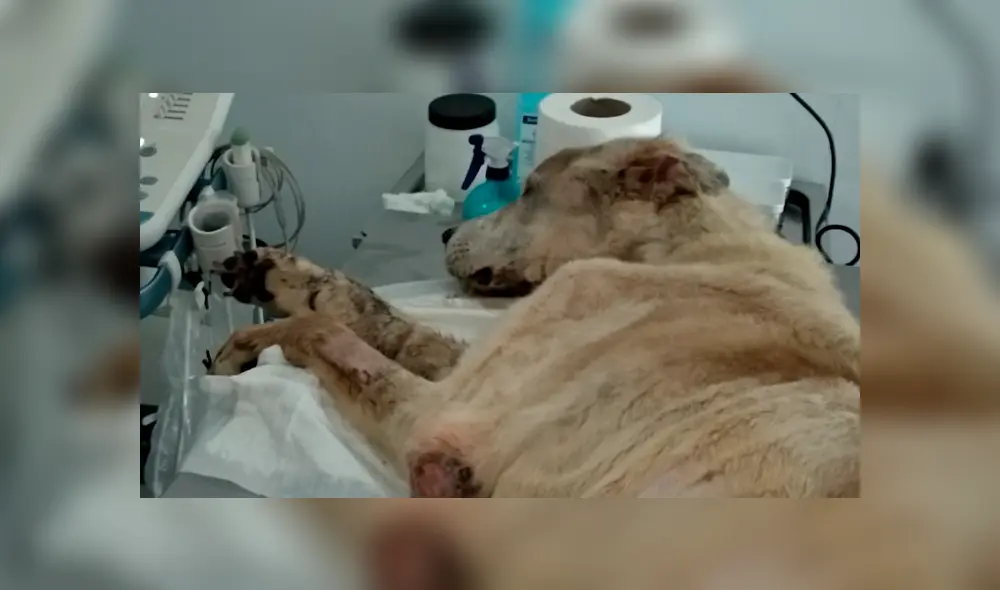 Ragnar es un perro de apróximadamente 7 años de edad. (Foto: Twitter) Ragnar es un perro de apróximadamente 7 años de edad. (Foto: Twitter)