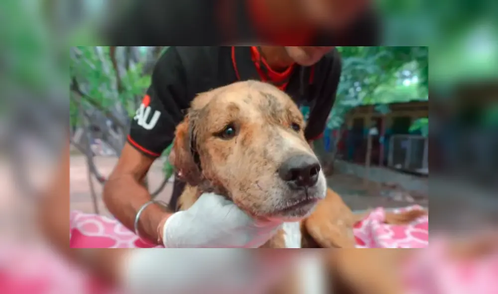 Desliza hacia la izquierda para ver las imágenes del proceso de recuperación de un perro callejero que fue hallado con larvas en el cuerpo. El video es viral en Facebook. Desliza hacia la izquierda para ver las imágenes del proceso de recuperación de un perro callejero que fue hallado con larvas en el cuerpo. El video es viral en Facebook.